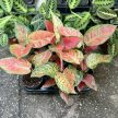 Aglaonema 'Ruby Love'