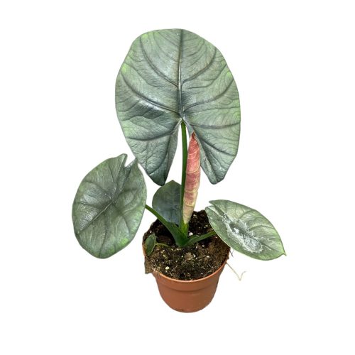 Alocasia bisma