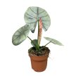 Alocasia bisma