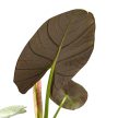 Alocasia bisma