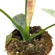Alocasia bisma