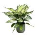 Aglaonema 'White Kiwi'