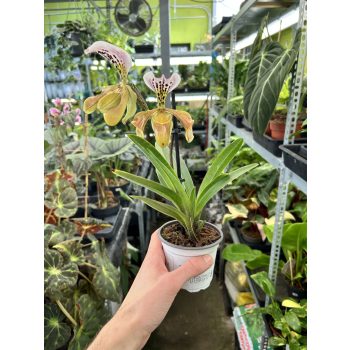 Paphiopedilum gratrixianum