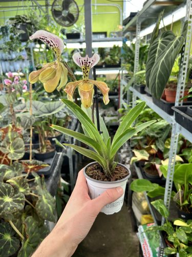 Paphiopedilum gratrixianum