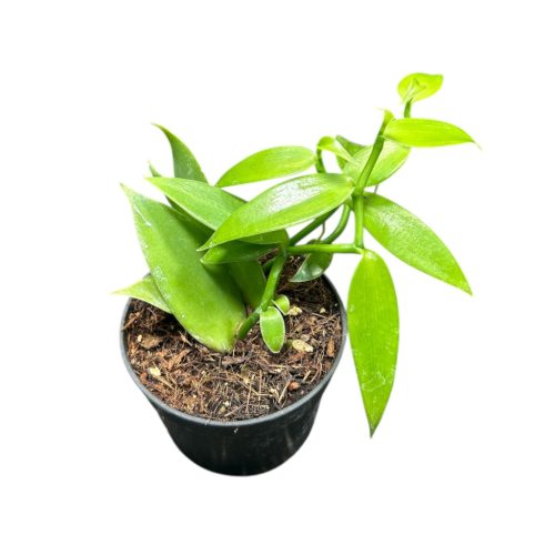 Vanilla planifolia (Inplanted)