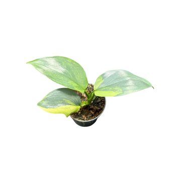 Philodendron hastatum 'Aurea' (Inplanted) mini