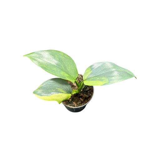 Philodendron hastatum 'Aurea' (Inplanted) mini