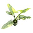Philodendron hastatum 'Aurea' (Inplanted) mini