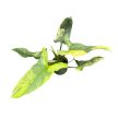 Philodendron hastatum 'Aurea' (Inplanted) mini