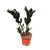 Zamioculcas zamiifolia 'Raven' (10 cm) - Agglegénypálma