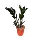 Zamioculcas zamiifolia 'Raven' (10 cm) - Agglegénypálma