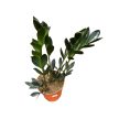 Zamioculcas zamiifolia 'Raven' (10 cm) - Agglegénypálma
