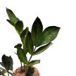 Zamioculcas zamiifolia 'Raven' (10 cm) - Agglegénypálma