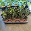 Zamioculcas zamiifolia 'Raven' (10 cm) - Agglegénypálma