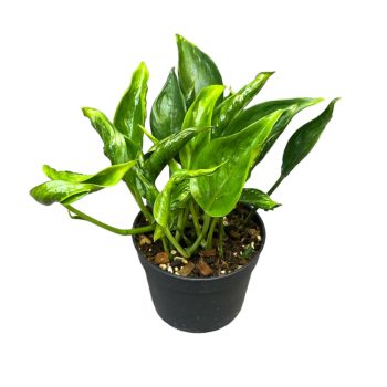 Epipremnum aureum 'Shangri La'