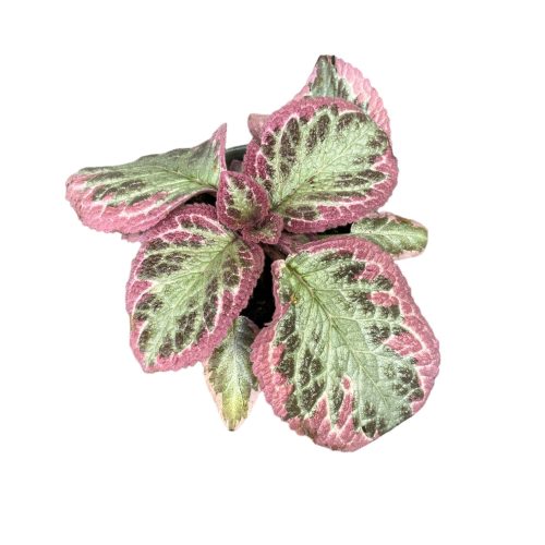 Episcia ‘Pink Shimmering Valley’