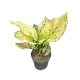 Aglaonema 'Pink Buttercup'