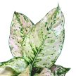 Aglaonema 'Pink Buttercup'