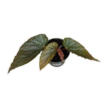 Begonia maculata 'Pink Spot'