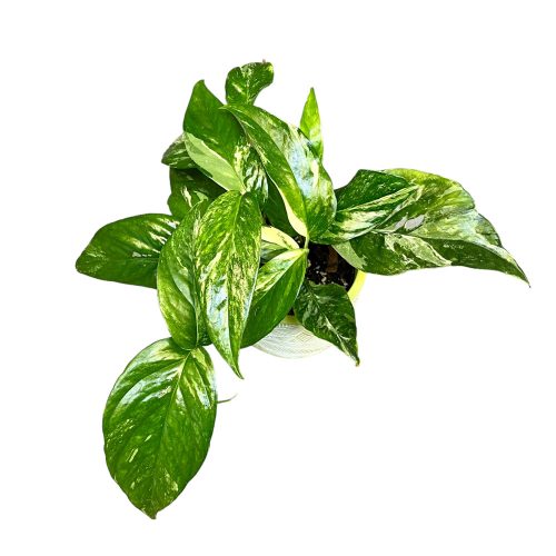 Epipremnum pinnatum ‘Blue Form Variegata’ zöldebb változat (Inplanted)