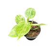Philodendron hederaceum var. oxycardium 'Variegata' (Inplanted) 6 cm