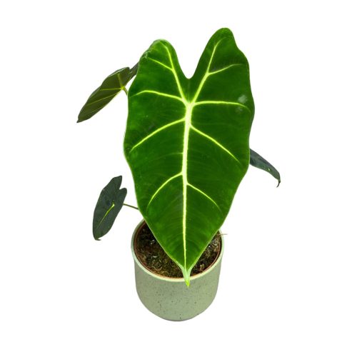 Alocasia micholitziana 'Frydek'