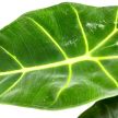 Alocasia micholitziana 'Frydek'