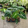 Alocasia micholitziana 'Frydek'