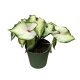 Caladium hortulanum ‘White Star’