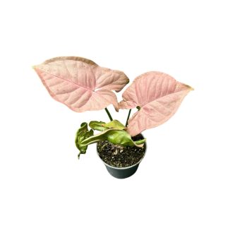   Syngonium podophyllum 'Neon Robusta' (mini) - Rózsaszín Nyíllevél