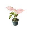 Syngonium podophyllum 'Neon Robusta' (mini) - Rózsaszín Nyíllevél