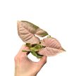 Syngonium podophyllum 'Neon Robusta' (mini) - Rózsaszín Nyíllevél