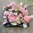 Syngonium podophyllum 'Neon Robusta' (mini) - Rózsaszín Nyíllevél
