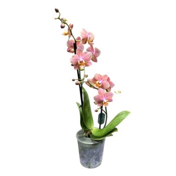 Phalaenopsis 'Odorion' illatos lepkeorchidea