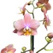 Phalaenopsis 'Odorion' illatos lepkeorchidea