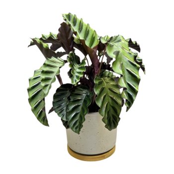Calathea lancifolia 'Velvet Glory'