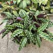 Calathea lancifolia 'Velvet Glory'