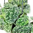 Scindapsus pictus 'Tricolor Dark Form' (XL)