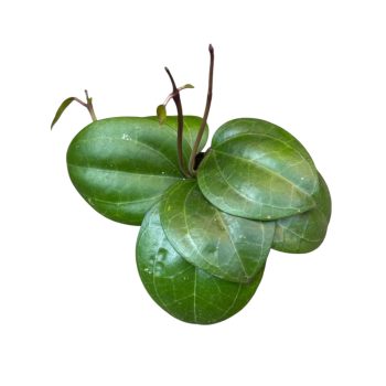 Hoya sp. Borneo