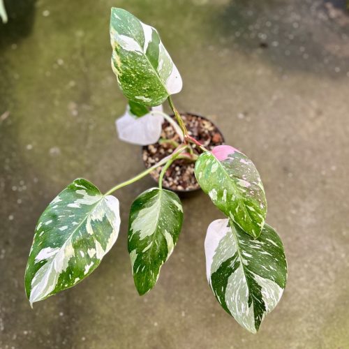 Philodendron 'Fresh Aurea Tricolor'