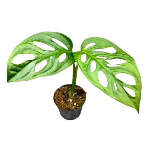 Monstera lechleriana "Monkey Leaf" (Inplanted)
