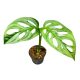 Monstera lechleriana "Monkey Leaf" (Inplanted)