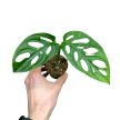 Monstera lechleriana "Monkey Leaf" (Inplanted)