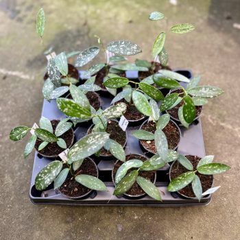 Hoya sungwookii (12 db)