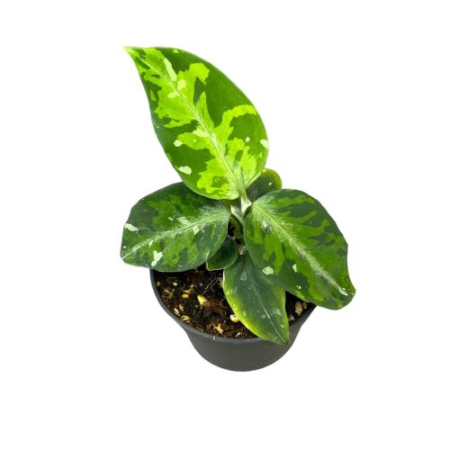 Aglaonema pictum ‘Tricolor’