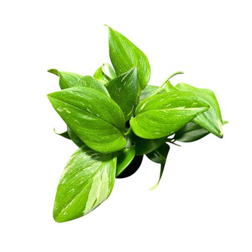 Scindapsus treubii 'Rubicon'