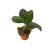 Ludisia discolor var. nigrescens (Inplanted)