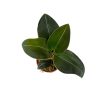 Ludisia discolor var. nigrescens (Inplanted)