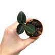 Ludisia discolor var. nigrescens (Inplanted)