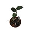 Ludisia discolor var. nigrescens (Inplanted)